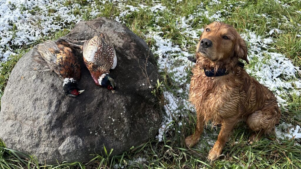 dog with pheasants