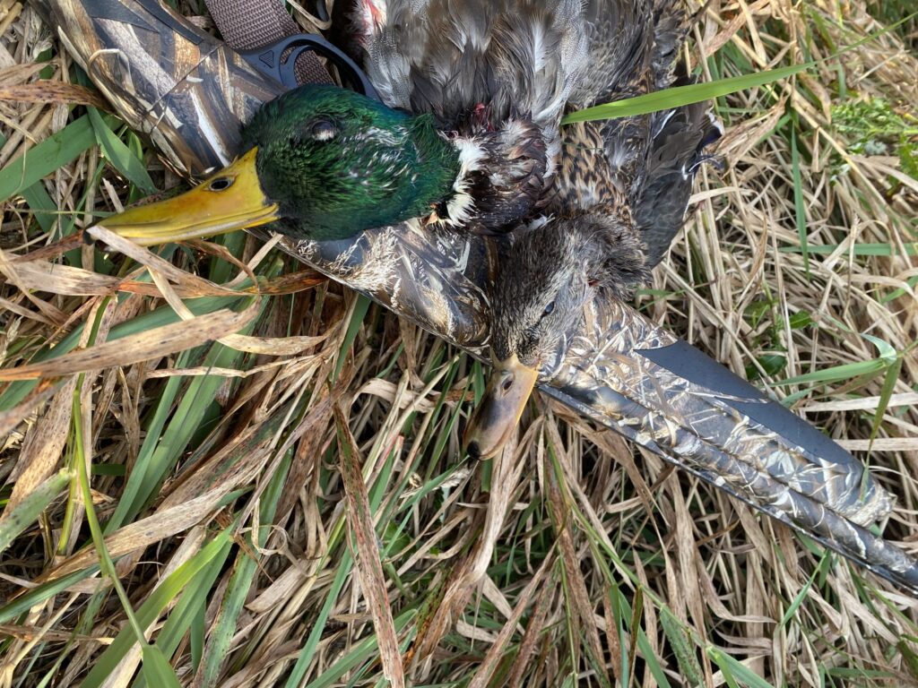ducks and shotgun
