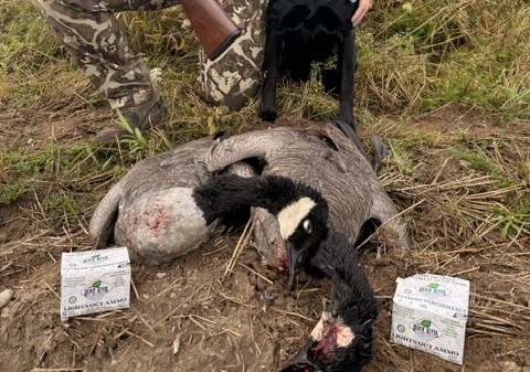 geese shot with tss9