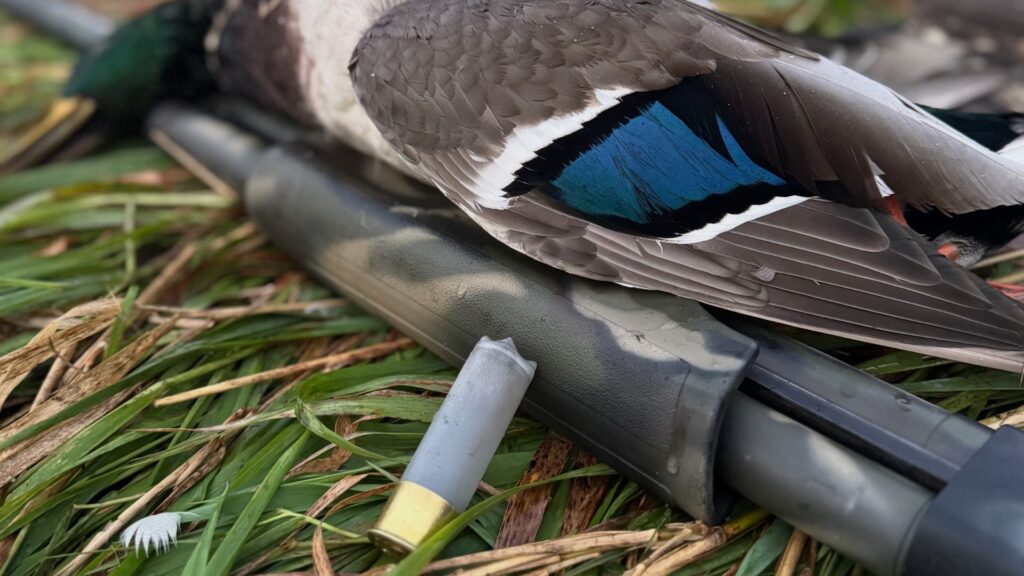 duck shot shot duck with shotgun